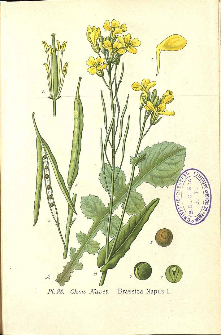 Illustration Brassica napus subsp. napus, Par Masclef, A., Atlas des plantes de France (1890-1893) Atlas Pl. France, via plantillustrations 
