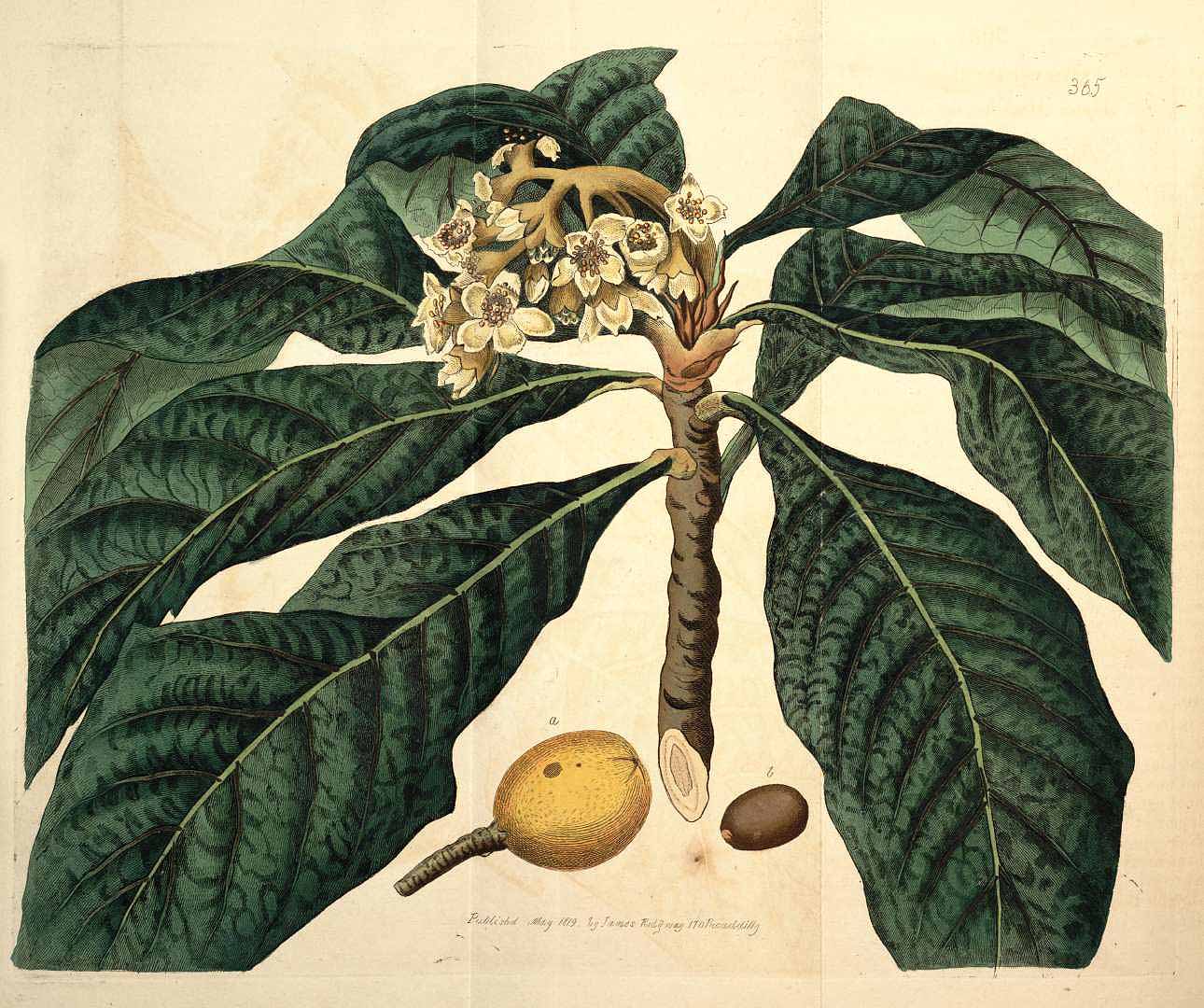 Illustration Eriobotrya japonica, Par Botanical Register (vol. 5: t. 365, 1819) [S. Edwards], via plantillustrations 