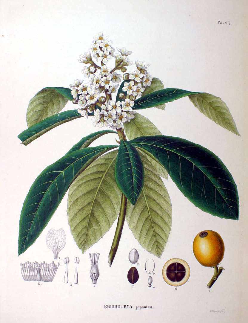 Illustration Eriobotrya japonica, Par Siebold, P.F. von, Zuccarini, J.G., Flora Japonica (1842-1870) Fl. Jap., via plantillustrations 