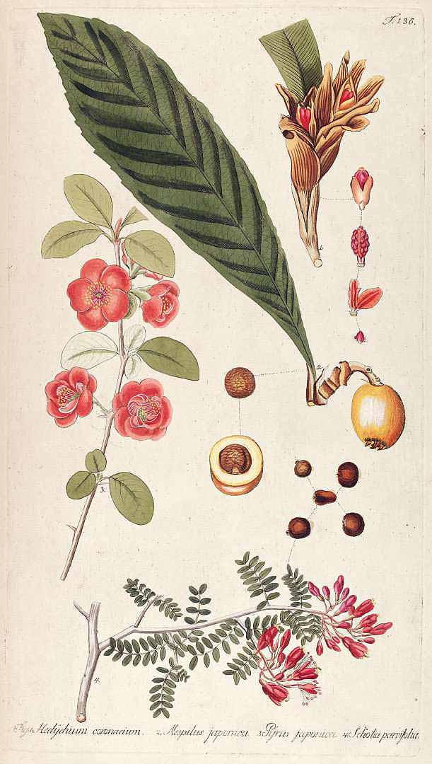 Illustration Eriobotrya japonica, Par Jacquin N.J. von (Fragmenta botanica, figuris coloratis illustrata, t. 136, 1809), via plantillustrations 