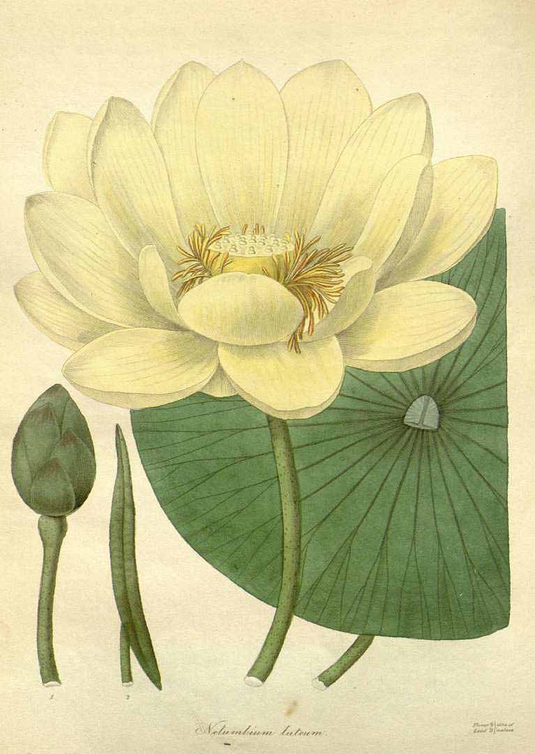 Illustration Nelumbo lutea, Par Maund, B., Henslow, J.S., botanist (1836-1842) Botanist vol. 1 (1836) t. 14, via plantillustrations 