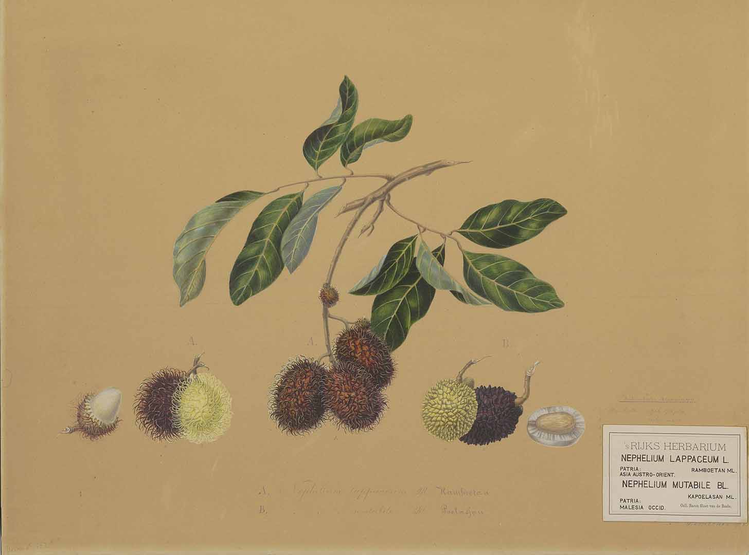 Illustration Nephelium mutabile, Par Naturalis Biodiversity Centre / Wikimedia commons Naturalis f. B , via plantillustrations 