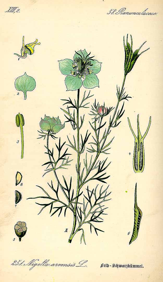 Illustration Nigella arvensis, Par Thomé, O.W., Flora von Deutschland Österreich und der Schweiz (1886-1889) Fl. Deutschl. vol. 2 (1885) t. 251, via plantillustrations 