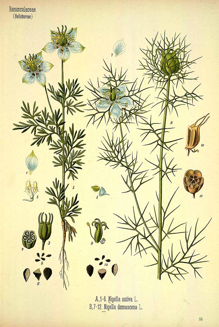 Illustration Nigella damascena, Par Ko&#776;hler, F.E., Ko&#776;hler?s Medizinal Pflanzen (1883-1914) Med.-Pfl. vol. 3 (1898) t. 66, via plantillustrations 