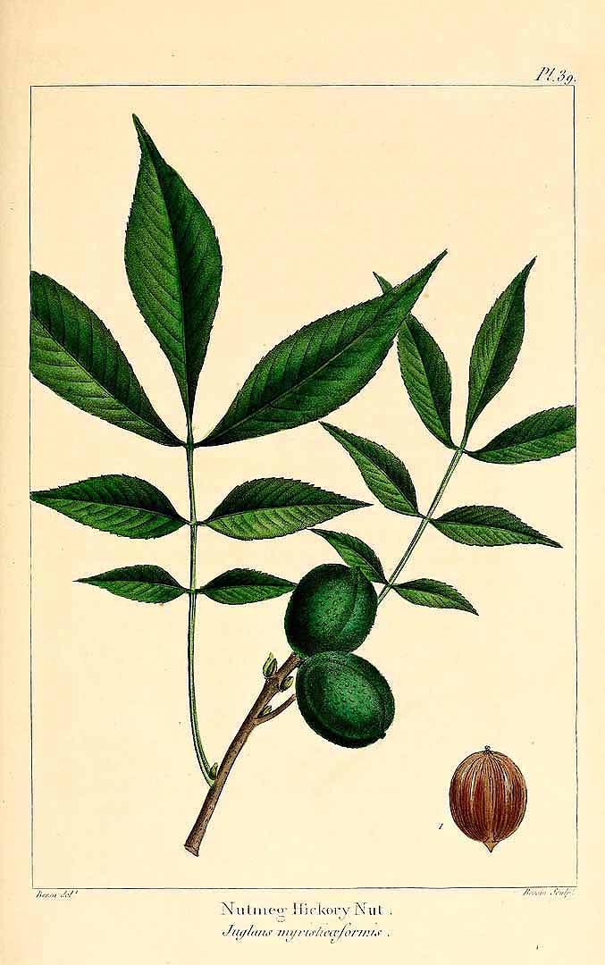 Illustration Carya myristiciformis, Par The North American sylva (vol. 1: t. 39, 1865) [P. Bessa], via plantillustrations 