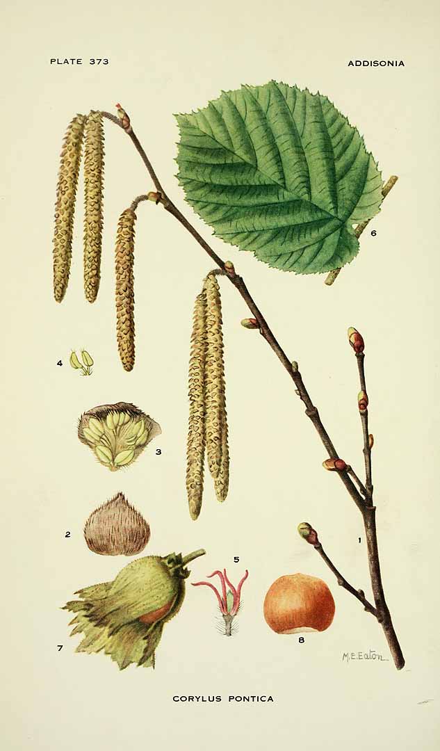 Illustration Corylus avellana, Par Addisonia, vol. 11: t. 373 (1926) [M.E. Eaton], via plantillustrations 