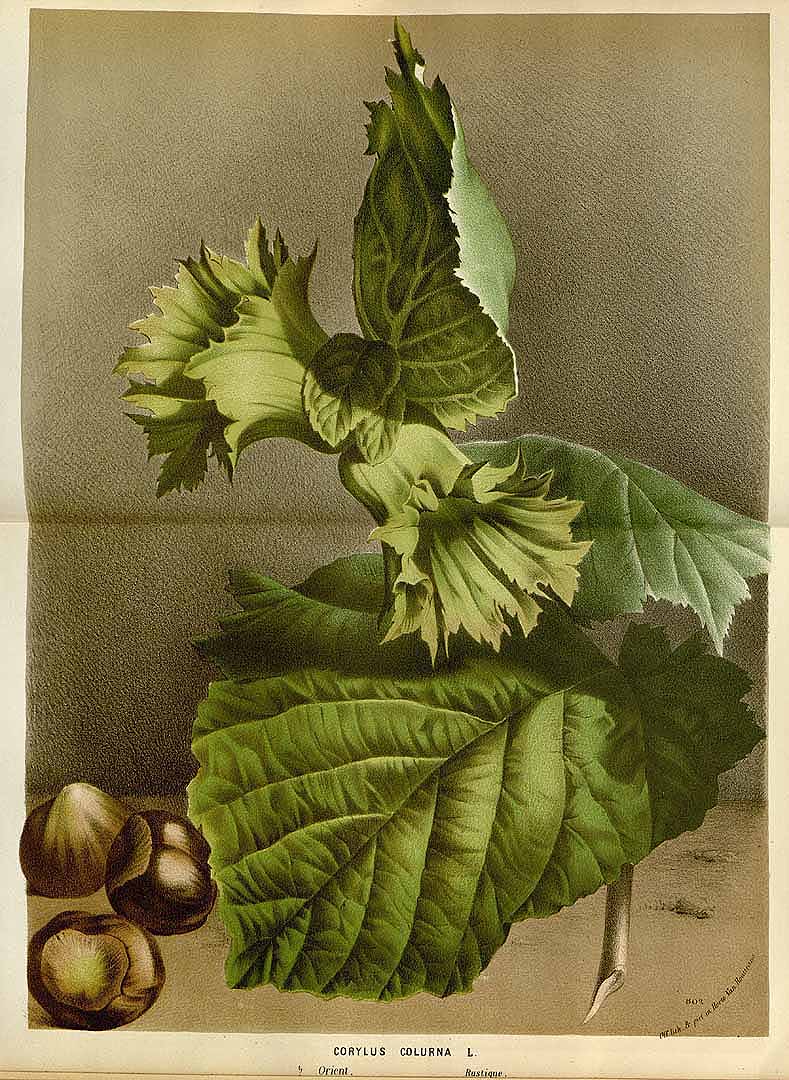 Illustration Corylus colurna, Par Houtte L. van (Flore des serres et des jardin de l´Europe, vol. 21: t. 0, 1845), via plantillustrations 
