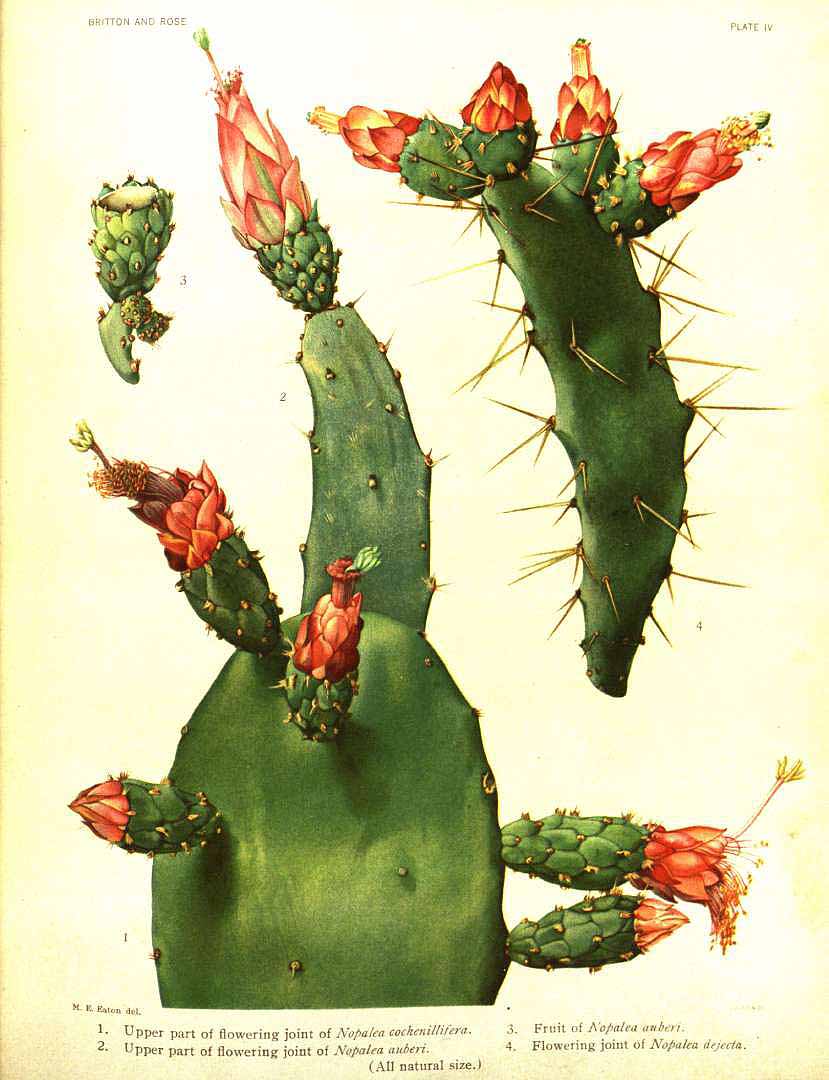 Illustration Nopalea cochenillifera, Par Britton, N.L., Rose, J.N., Cactaceae (1919-1923) Cact. vol. 1 (1919) t. 4, via plantillustrations 