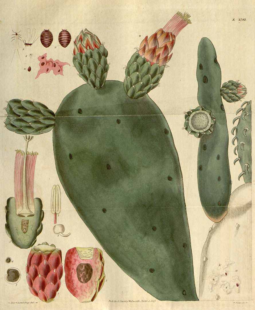 Illustration Nopalea cochenillifera, Par Curtis, W., Botanical Magazine (1800-1948) Bot. Mag. vol. 54 (1827) [tt. 2705-2790] t. 2742, via plantillustrations 