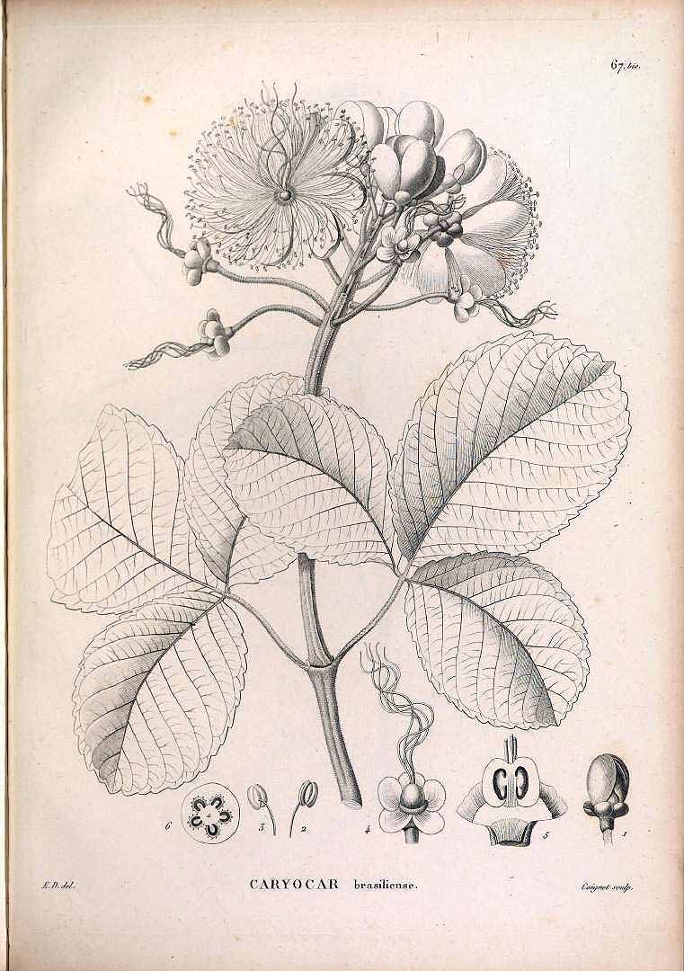 Illustration Caryocar brasiliense, Par Saint-Hilaire A. de (Flora Brasiliae meridionalis, vol. 1: t. 67, 1825), via plantillustrations 