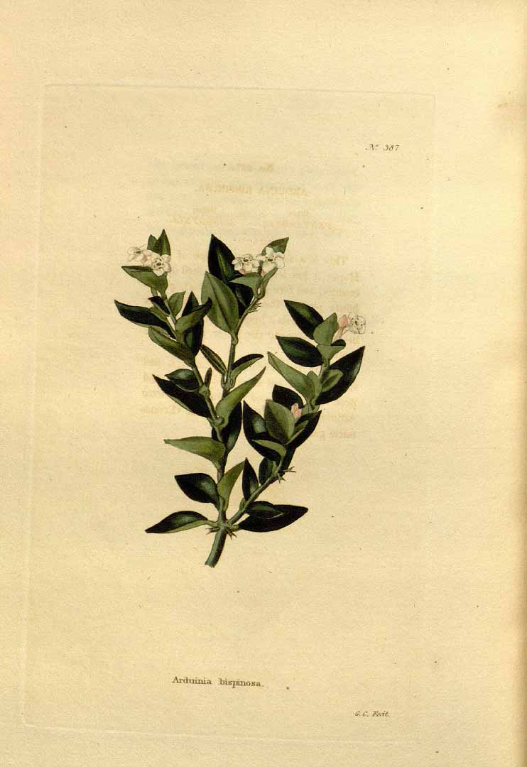 Illustration Carissa bispinosa, Par Loddiges, C.L., botanical cabinet [C. Loddiges] (1817-1833) Bot. Cab., via plantillustrations 