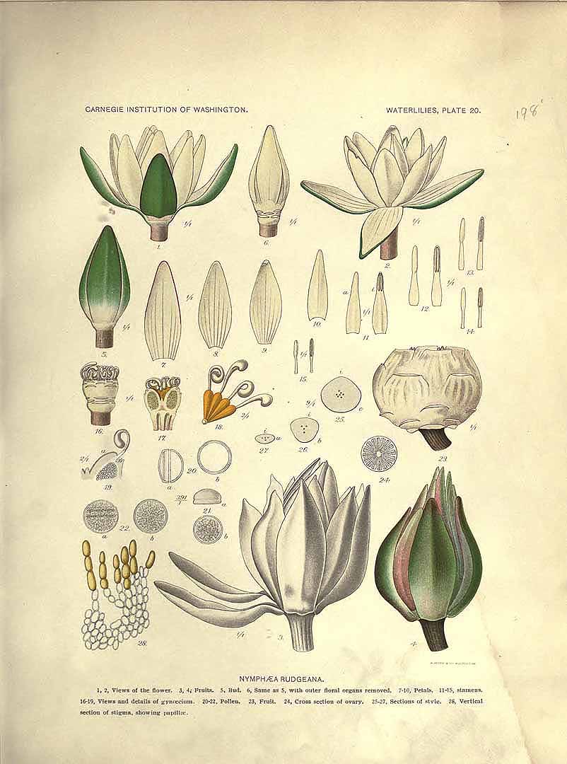Illustration Nymphaea rudgeana, Par Conard, H.S., waterlilies: a monograph of the genus Nymphaea (1905) Waterlilies (1905) t. 20, via plantillustrations 