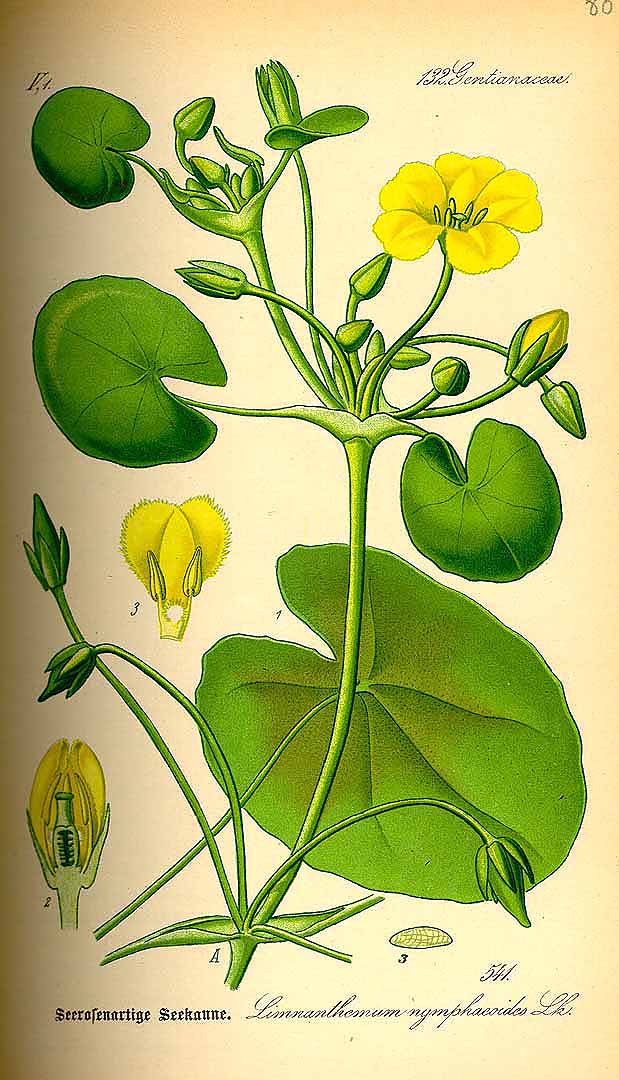 Illustration Nymphoides peltata, Par Thomé, O.W., Flora von Deutschland Österreich und der Schweiz (1886-1889) Fl. Deutschl. vol. 4 (1885) t. 541, via plantillustrations 