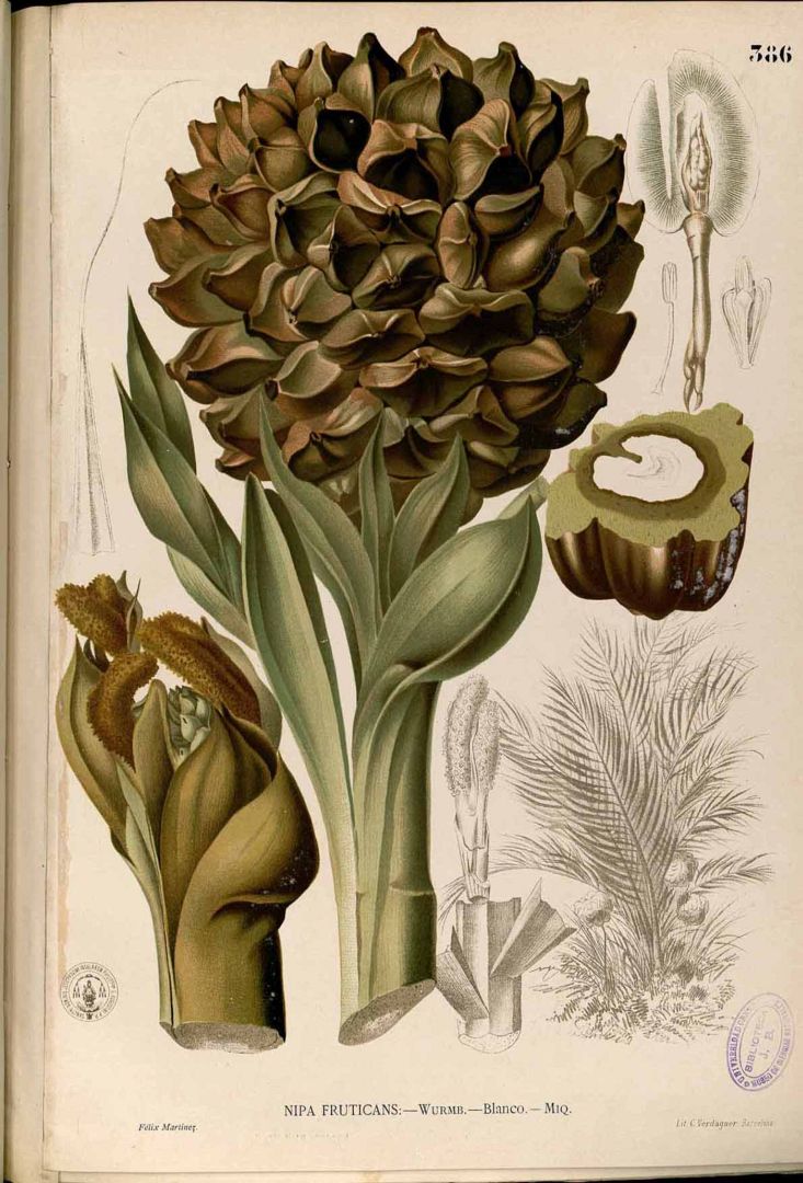 Illustration Nypa fruticans, Par Blanco, M., Flora de Filipinas, ed. 3 (1877-1883) Fl. Filip., ed. 3 t. 386, via plantillustrations 