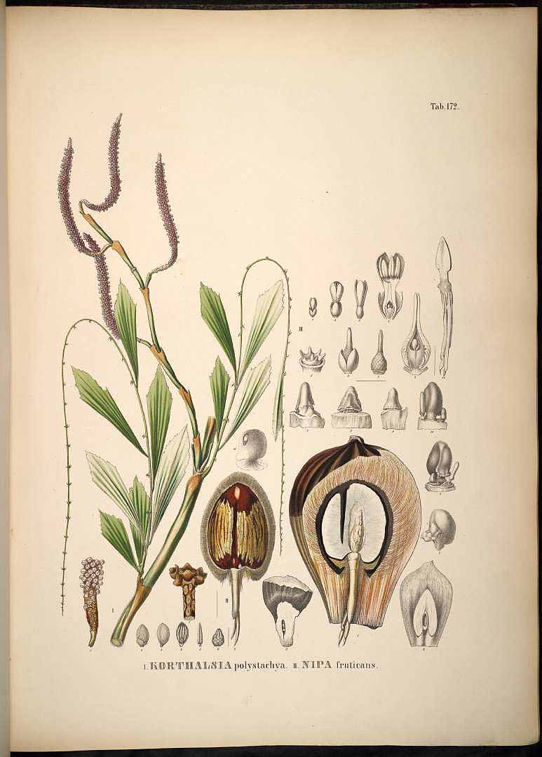 Illustration Nypa fruticans, Par Martius, C.F.P. von, Historia Naturalis Palmarum (1823-1853) Hist. Nat. Palm. vol. 3 (1850) t. 172, via plantillustrations 