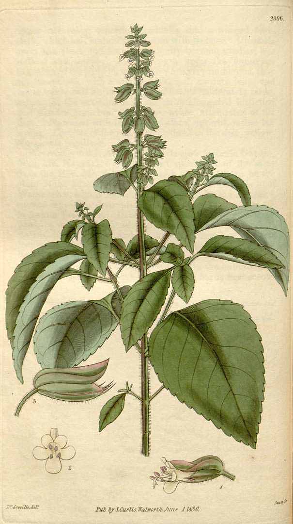 Illustration Ocimum campechianum, Par Curtis, W., Botanical Magazine (1800-1948) Bot. Mag. vol. 57 (1830) [tt. 2956-3038] t. 2996, via plantillustrations 