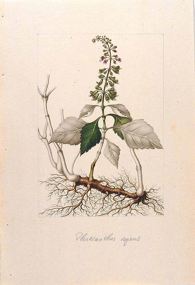 Illustration Ocimum carnosum, Par Sessé, M., Mociño, M., Drawings from the Spanish Royal Expedition to New Spain (1787?1803) (1787-1803) Draw. Roy. Exped. New Spain (1787), via plantillustrations 