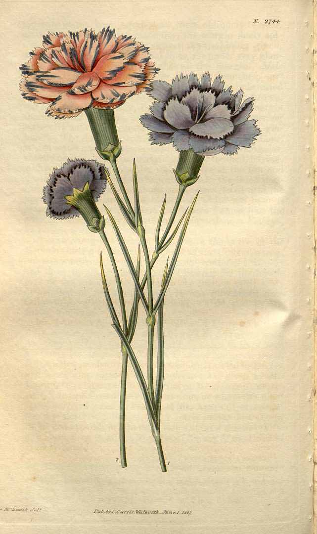 Illustration Dianthus caryophyllus, Par Curtis´s Botanical Magazine (vol. 54 [ser. 2, vol. 1]: t. 2744, 1827) [Mrs. Bewick], via plantillustrations 