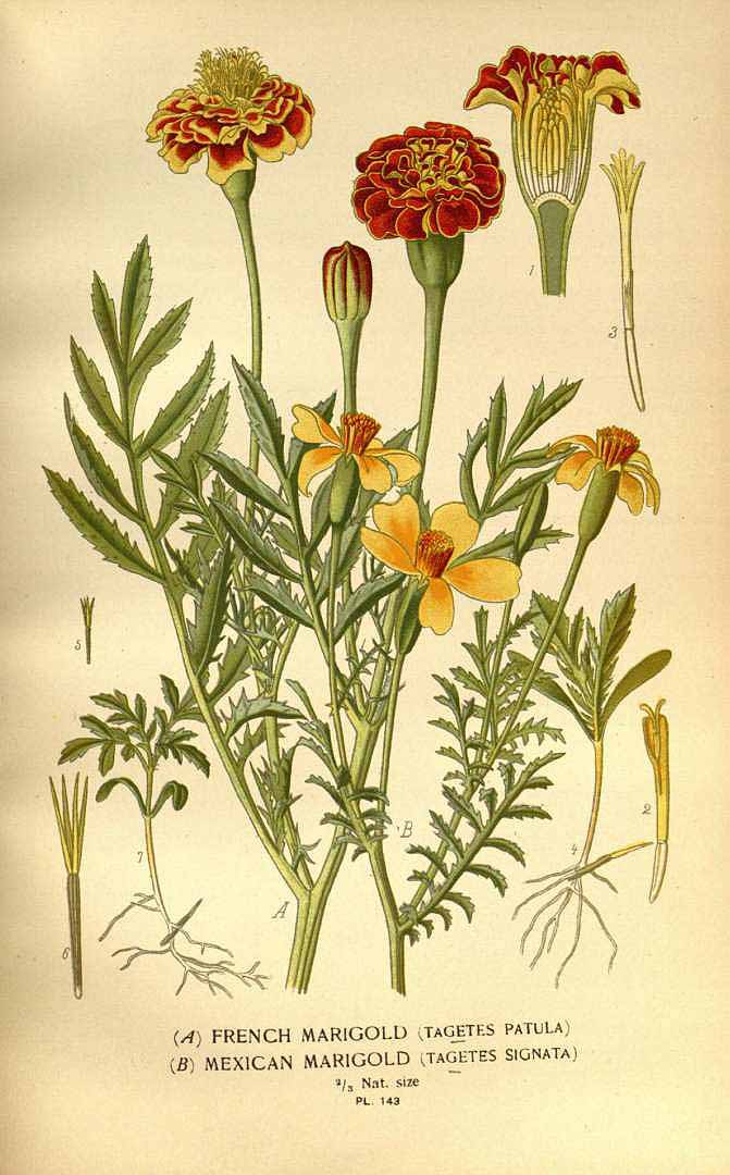 Illustration Tagetes patula, Par Step, E., Bois, D., Favourite flowers of garden and greenhouse (1896-1897) Favourite Fl. vol. 2 (1896) t. 143	f. A , via plantillustrations 