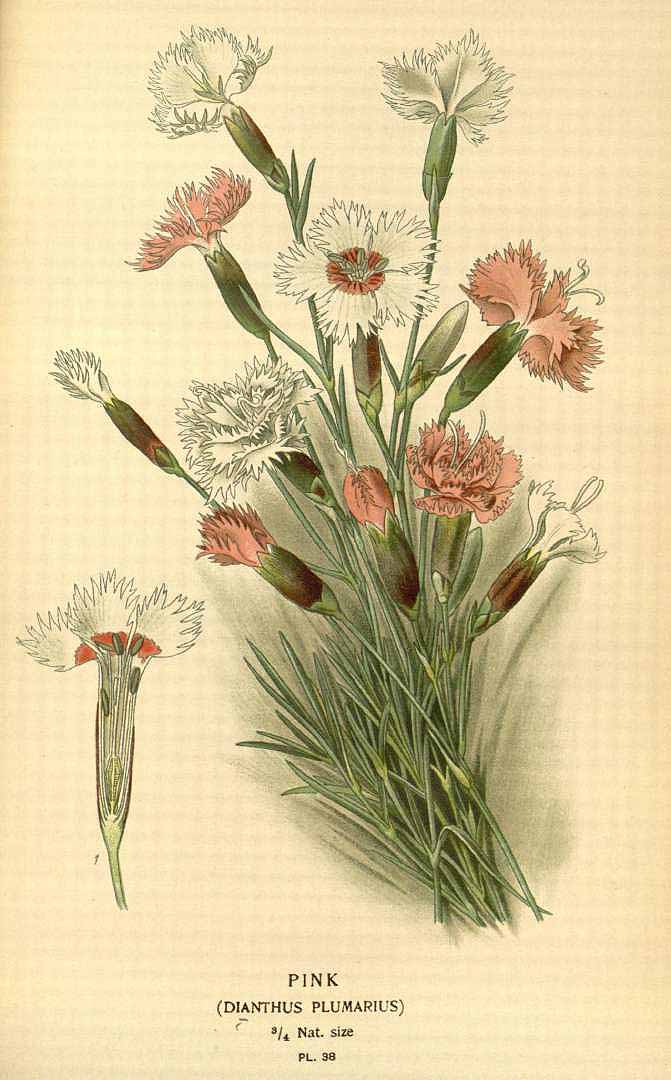 Illustration Dianthus plumarius, Par Step E., Bois D. (Favourite flowers of garden and greenhouse, vol. 1: t. 38, 1896-1897) [D. Bois], via plantillustrations 