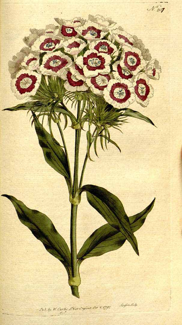 Illustration Dianthus barbatus, Par Botanical Magazine (vol. 6: t. 207, 1793) [n.a.], via plantillustrations 