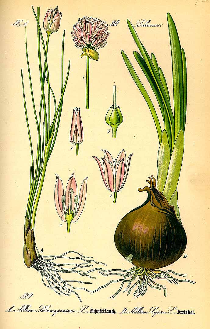 Illustration Allium cepa var. cepa, Par Thomé, O.W., Flora von Deutschland Österreich und der Schweiz (1886-1889) Fl. Deutschl., via plantillustrations 