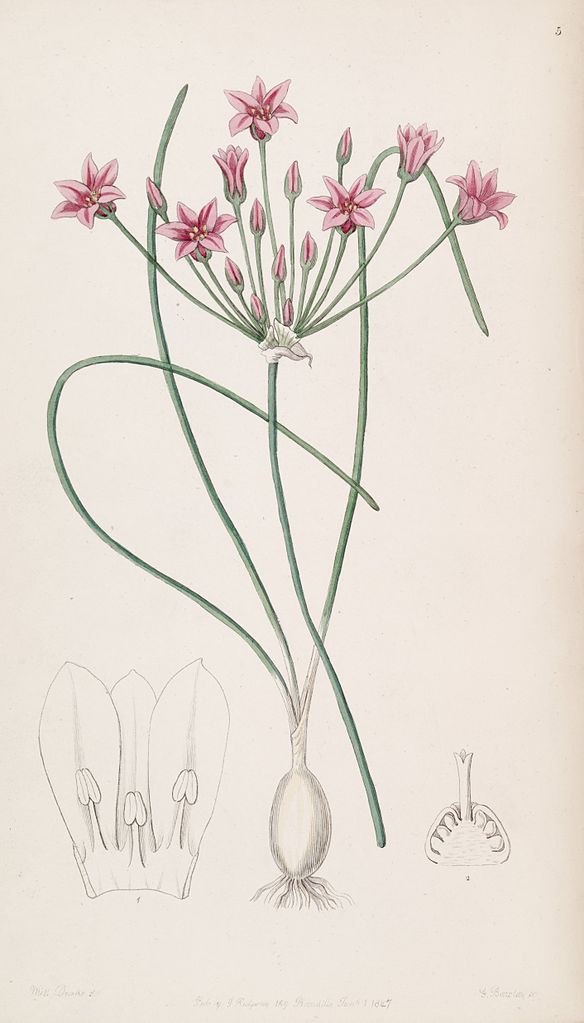 Illustration Allium chinense, Par Herbert, via wikimedia 