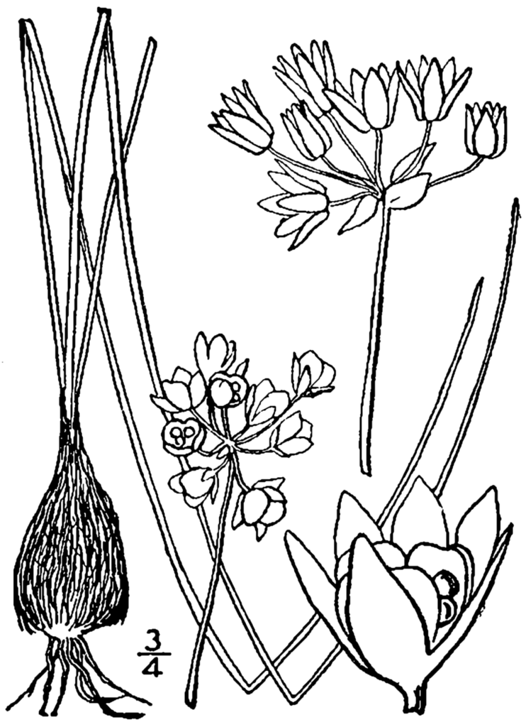 Illustration Allium drummondii, Par Britton, N.L., and A. Brown. 1913. Illustrated flora of the northern states and Canada. Vol. 1: 500. Courtesy of Kentucky Native Plant Society., via wikimedia 