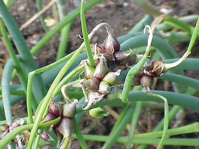 Illustration Allium x proliferum, Par Sony Mavica, via wikimedia 
