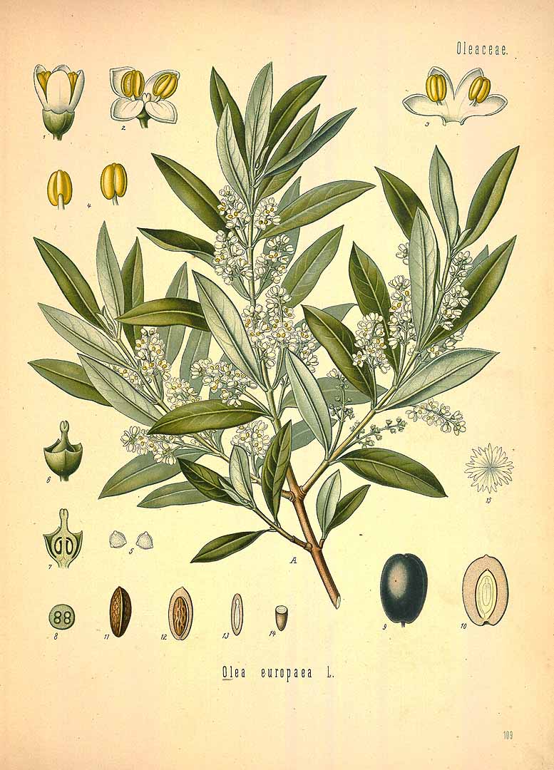 Illustration Olea europaea, Par Ko&#776;hler, F.E., Ko&#776;hler?s Medizinal Pflanzen (1883-1914) Med.-Pfl. vol. 2 (1890), via plantillustrations 