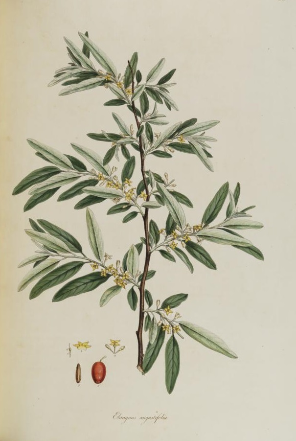 Illustration Elaeagnus angustifolia, Par Sibthrop J., Smith J.E. (Flora Graeca, vol. 2: p. 42, t. 152, 1813), via plantillustrations 