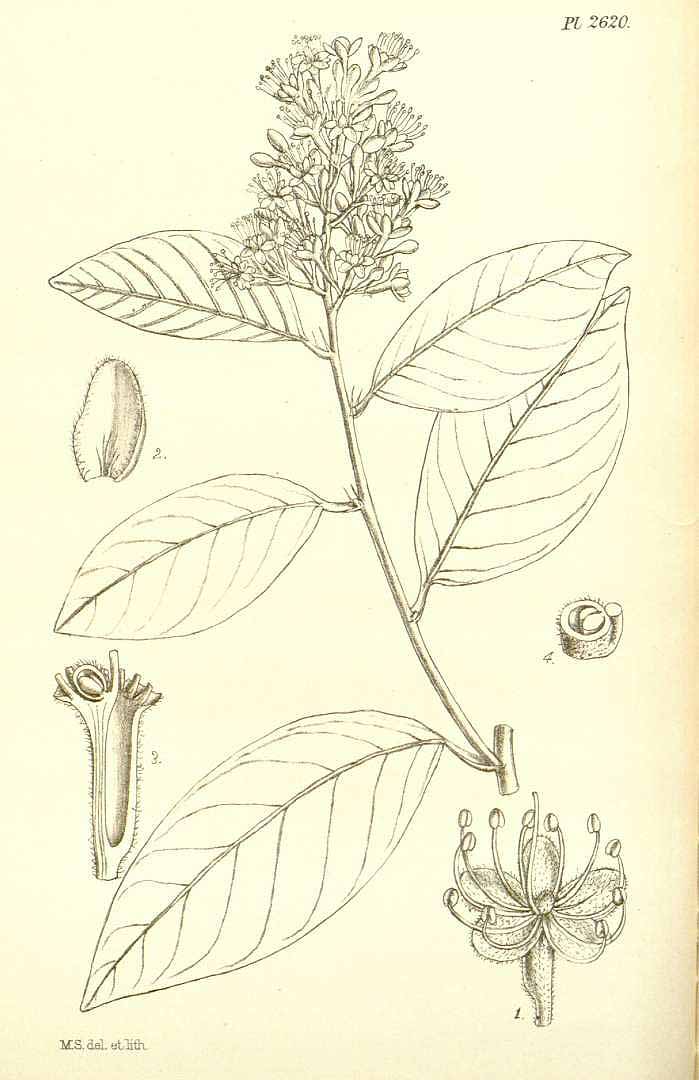 Illustration Couepia polyandra, Par Hooker´s Icones Plantarum (vol. 27: t. 2620, 1899) [M. Smith], via plantillustrations 