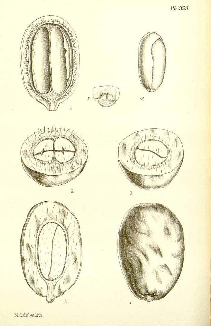 Illustration Couepia polyandra, Par Hooker´s Icones Plantarum (vol. 27: t. 2621, 1899) [M. Smith], via plantillustrations 