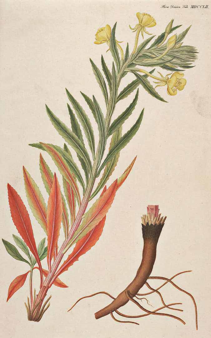 Illustration Oenothera biennis, Par Oeder, G.C., Flora Danica (1761-1861) Fl. Dan. (1761-1883), via plantillustrations 
