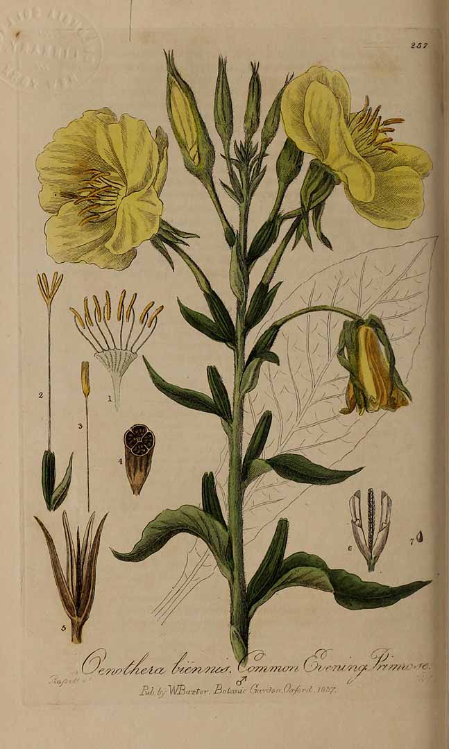Illustration Oenothera biennis, Par Baxter, W., British phaenogamous botany (1834-1843) Brit. Phaen. Bot. vol. 4 , via plantillustrations 
