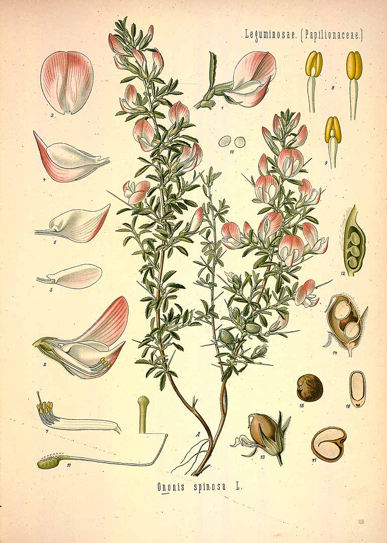 Illustration Ononis spinosa, Par Ko&#776;hler, F.E., Ko&#776;hler?s Medizinal Pflanzen (1883-1914) Med.-Pfl. vol. 2 (1890) t. 126, via plantillustrations 