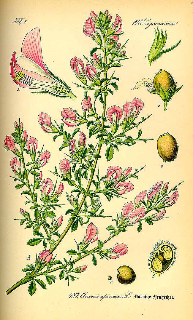 Illustration Ononis spinosa, Par Thomé, O.W., Flora von Deutschland Österreich und der Schweiz (1886-1889) Fl. Deutschl. vol. 3 (1885) t. 427, via plantillustrations 