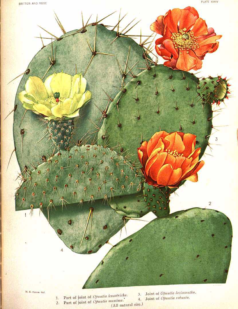 Illustration Opuntia robusta, Par Britton, N.L., Rose, J.N., Cactaceae (1919-1923) Cact. vol. 1 (1919) t. 34, via plantillustrations 