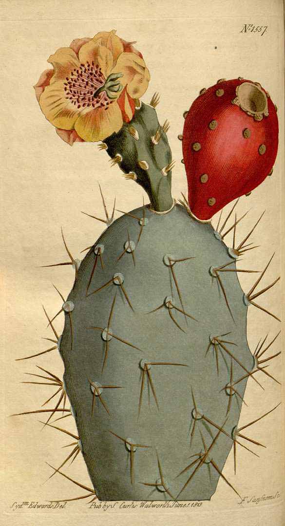 Illustration Opuntia tuna, Par Curtis, W., Botanical Magazine (1800-1948) Bot. Mag. vol. 38 (1813) [tt. 1548-1591] t. 1557, via plantillustrations 