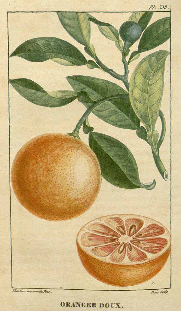 Illustration Citrus sinensis, Par Descourtilz M.E. (Flore médicale des Antilles, vol. 5: t. 338, 1827) [J.T. Descourtilz], via plantillustrations 