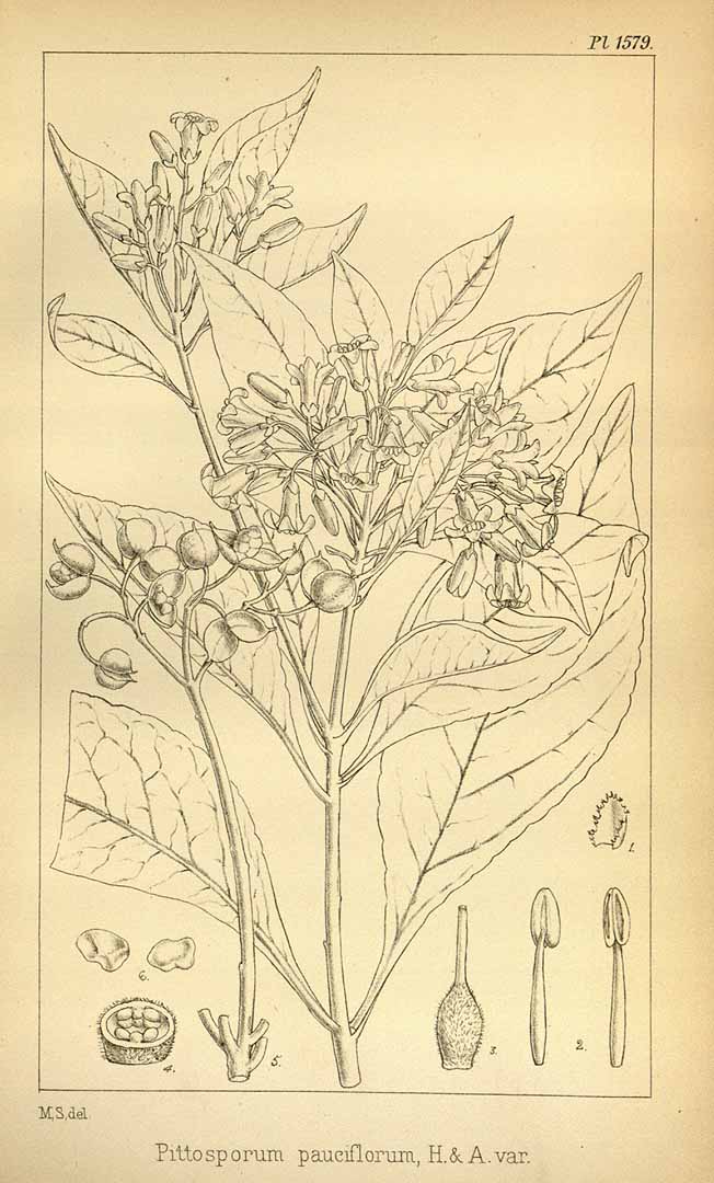 Illustration Citriobatus pauciflorus, Par Hooker´s Icones Plantarum (vol. 16: t. 1579, 1887) [M. Smith], via plantillustrations 