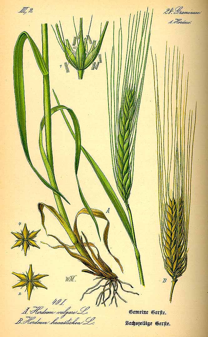 Illustration Hordeum vulgare, Par Thomé O.W. (Flora von Deutschland ?sterreich und der Schweiz, Tafeln, vol. 1: t. 49, fig. B, 1885), via plantillustrations 