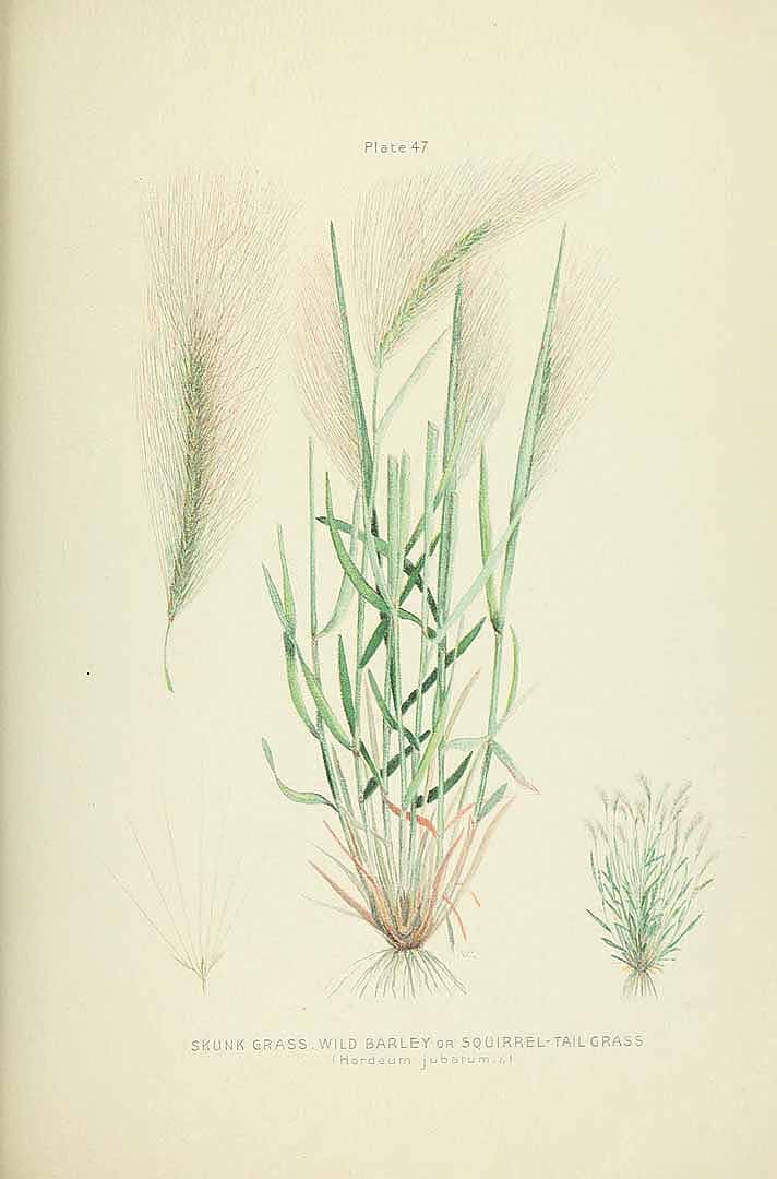 Illustration Hordeum jubatum, Par Clark G.H., Fletcher J. (Farm weeds of Canada, t. 47, 1906) [N. Criddle], via plantillustrations 