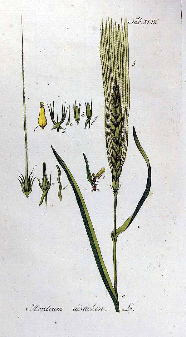 Illustration Hordeum distichon, Par Oskamp D.L. (Vervolg op de Afbeeldingen der artseny-gewassen met derzelver Nederduitsche en Latynsche beschryvingen, vol. 1: t. 49, 1813), via plantillustrations 