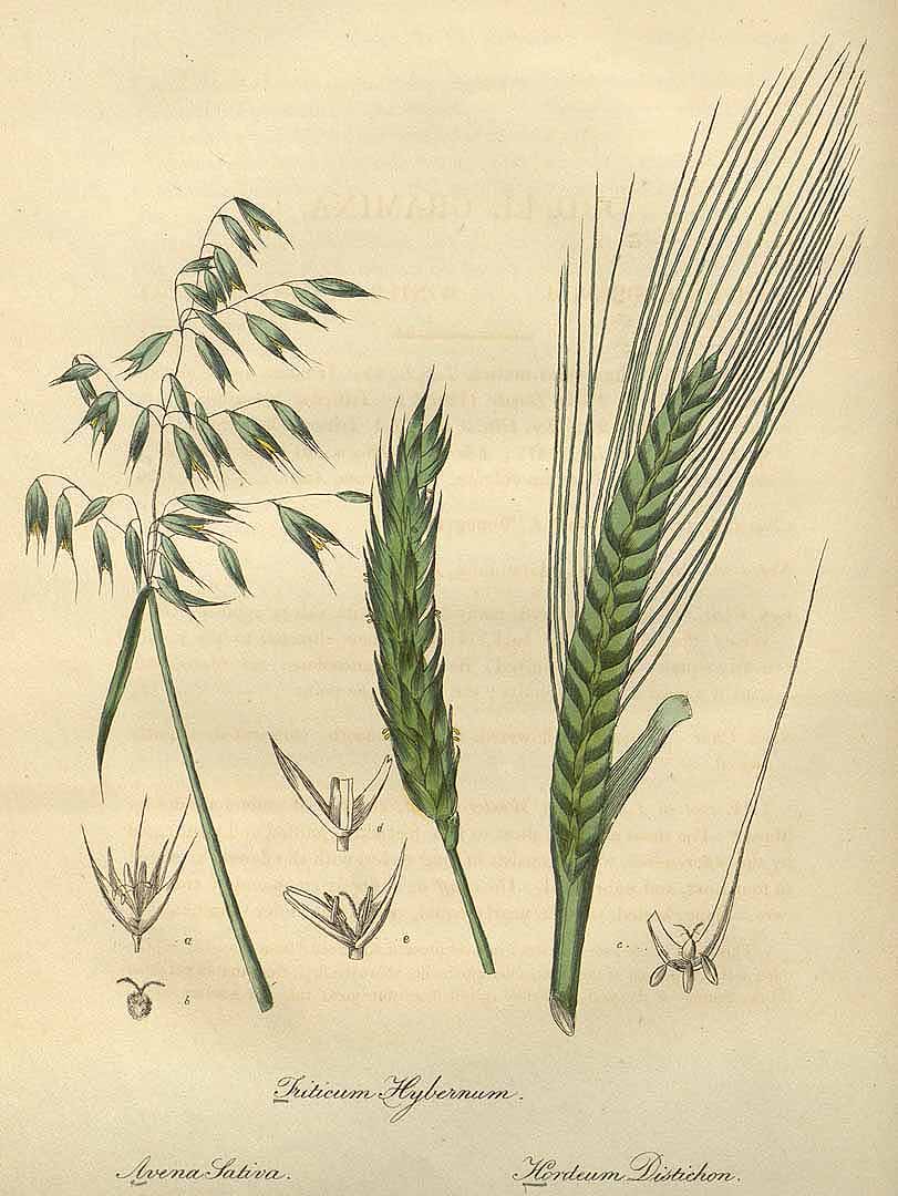 Illustration Hordeum distichon, Par Woodville W., Hooker W.J., Spratt G. (Medical Botany, 3th edition, vol. 5: t. 29, 1832), via plantillustrations 