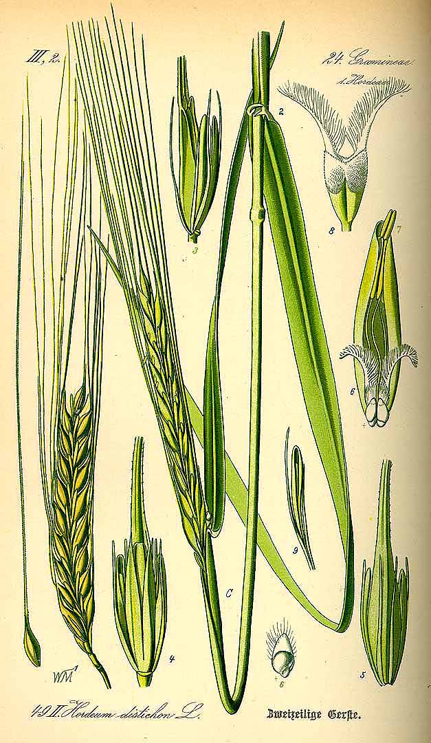 Illustration Hordeum distichon, Par Thomé O.W. (Flora von Deutschland Österreich und der Schweiz, Tafeln, vol. 1: t. 49bis, 1885), via plantillustrations 