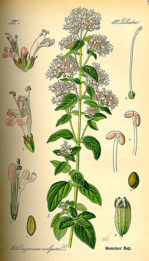 Illustration Origanum vulgare, Par Thomé, O.W., Flora von Deutschland Österreich und der Schweiz (1886-1889) Fl. Deutschl. vol. 4 (1885) t. 515, via plantillustrations 