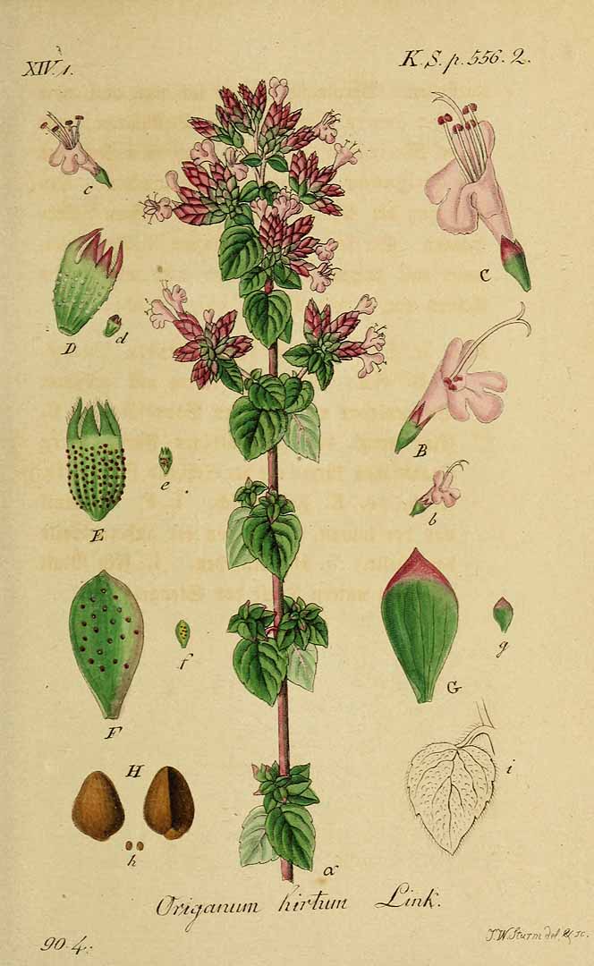 Illustration Origanum vulgare, Par Sturm, J., Sturm, J.W., Deutschlands flora (1798-1855) Deutschl. Fl. vol. 20 (1845) t. 16], via plantillustrations 