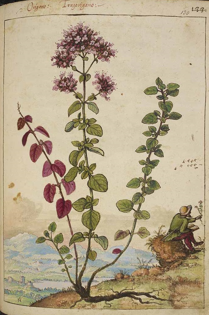 Illustration Origanum vulgare, Par Mattioli, materia medica (1564-1584) De materia medica t. 130, via plantillustrations 