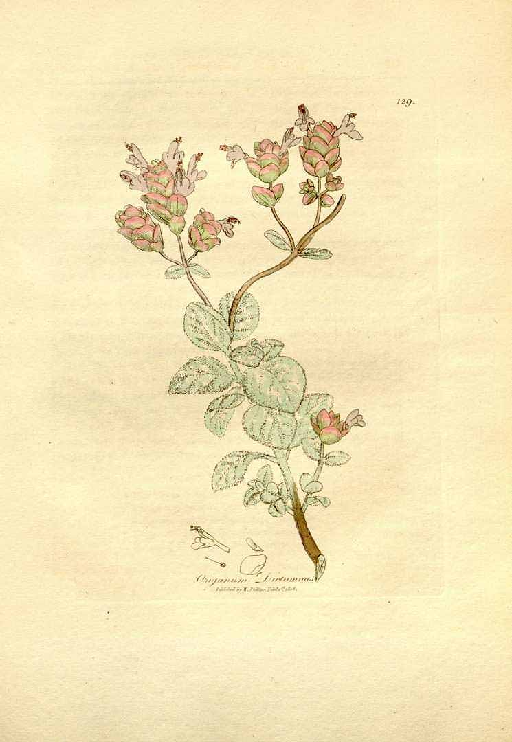 Illustration Origanum dictamnus, Par Woodville, W., Hooker, W.J., Spratt, G., Medical Botany, 3th edition (1832) Med. Bot., ed. 3 vol. 3 (1832) t. 129, via plantillustrations 